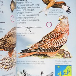 Usborne Spotter's Guides: Birds of Prey 195136