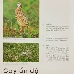 Các loài chim Việt Nam (Lê Mạnh Hùng) 736179