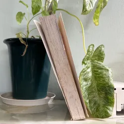 Robin hood , chúa trộm oai hùng 746108