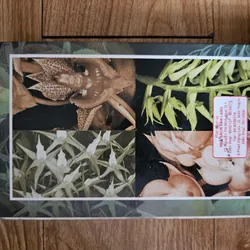 Kỹ thuật nuôi trồng cấy lan
 701584