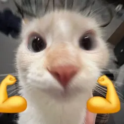 áo nữ hình mèo con dễ thương