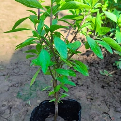 Chậu cây húng quế 478550