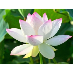 Hạt Giống Sen Đài Loan Cánh Kép 382377