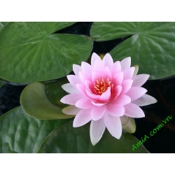 Hạt Giống Sen Đài Loan Cánh Kép 382377