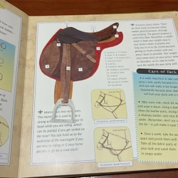 PICTURE BOOK The pony lover’s handbook 536356