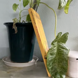 Đi qua hoa cúc 746418