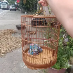 lồng yến . oanh tiêu mi lồng nóc bằng  1027743