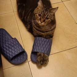 Mèo méo meo mèo meo