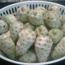 Trái nhàu tưoi 503683