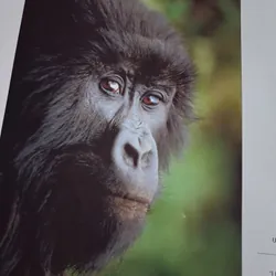 Wildlife Photographer of the Year_ Sách ảnh động vật hoang dã 1063261