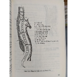 Phục hồi chức năng đối với người liệt hai chi dưới do chấn thương cột sống, tủy sống - GS.TS. Hồ Hữu Lương 795924