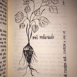 Tìm Hiểu Ngải Nghệ Huyền Bí – Huỳnh Liên Tử

 89644