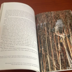 PICTURE BOOK Hunters on the wing Hawks 536751