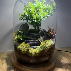 Bể terrarium nhà Xanh Zone 1063219