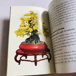 KỸ THUẬT TRỒNG VÀ GHÉP MAI VÀNG 696130