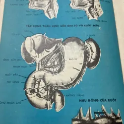 BỆNH SUYỄN - SÁCH Y KHOA TRƯỚC 75 572912