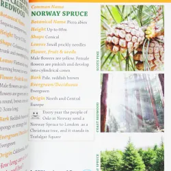 i-SPY Trees (Michelin i-SPY Guides) 11546