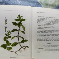 Cây thuốc Việt Nam - Viện dược liệu 1006248