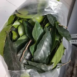 Lá cây chay tươi 758194