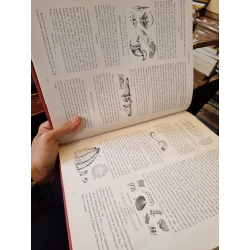 Shells of the World - G.B. Sowerby 450425