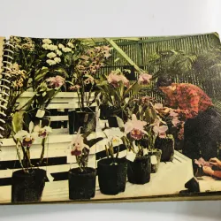 Tập lịch xưa năm 1966 nhiều hình ảnh đẹp  796460