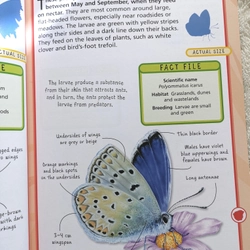 SPOT 50 INSECTS  405261