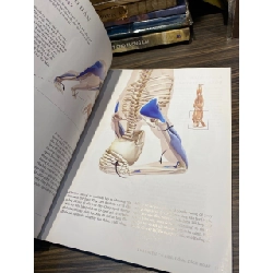 Giải phẫu các tư thế: Thăng bằng bằng tay và lộn ngược 1032046