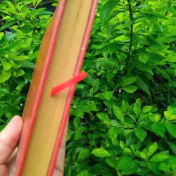 Câu thơ yên ngựa tiểu thuyết lịch sử của Hoàng Yến 999660