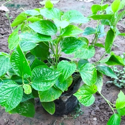 Chậu to cây lá lốt 478554