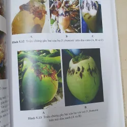 CÔN TRÙNG NHỆN GÂY HẠI CÂY ĂN TRÁI....  799628