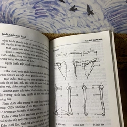 Giải Phẫu Tạo Hình - Lương Xuân Nhị 542599