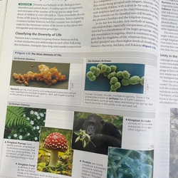 Biology in focus 313073