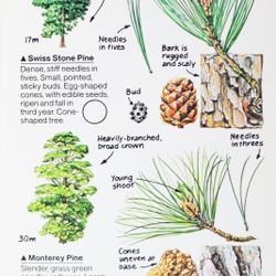 Spotter's Guide to: Trees 183986