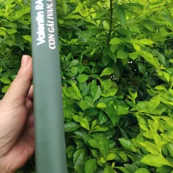 Con gái Ivan, mẹ Ivan của Valentin Rasputin  1002572