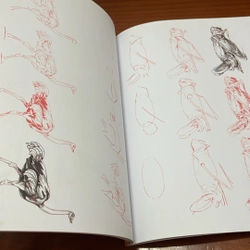 PICTURE BOOK Draw 50 endangered animals 536453
