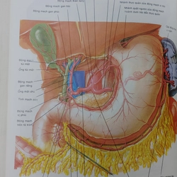 ATLAS GIẢI PHẪU NGƯỜI  541095