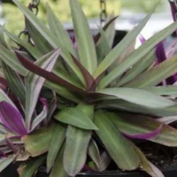 Cây lẻ bạn 760977