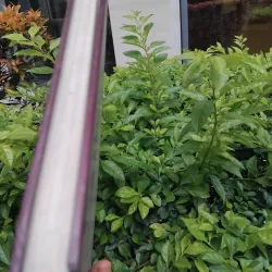 Silverware in Thailand của Naengnoi Punjabhan  974285