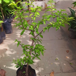 Cây mai chiếu thủy lá nhỏ, như hình chụp 78127