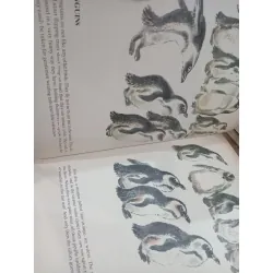 My Animals book - Yevgeny Charushin 124638