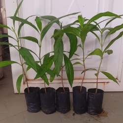 Combo 5 cây nhàu, chiều cao 25cm 504684