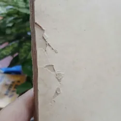 NGƯỜI BẪY CHIM THÔNG MINH 1002053