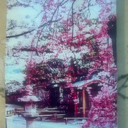 Sách Tự Học Chiết Tự Chữ Hán - Tái bản, Biên soạn Phạm Thị Thúy mới 90% 756789