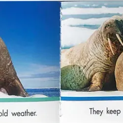 Lets find out level 1+2 (Sách nhập) - Mỗi level 24 quyển + File Mp3 759596