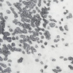 Khăn choàng Faliero Sarti - Hàng hiệu Authentic 832592