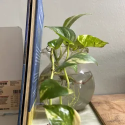 Khát vọng từ trái tim - bìa cứng 751800