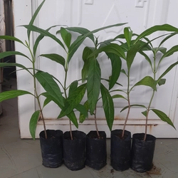 Combo 5 cây nhàu, chiều cao 25cm 504684