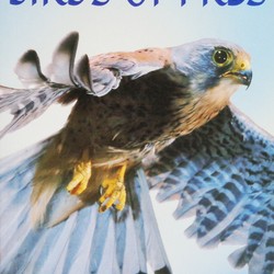 Usborne Spotter's Guides: Birds of Prey 195136