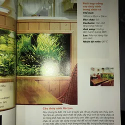 Cây cảnh trong nước - Trồng và chăm sóc 100 loại cây cảnh trong nước  732804