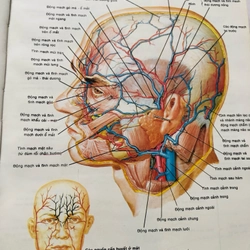 3. ATLAS GIẢI PHẪU NGƯỜI  470951